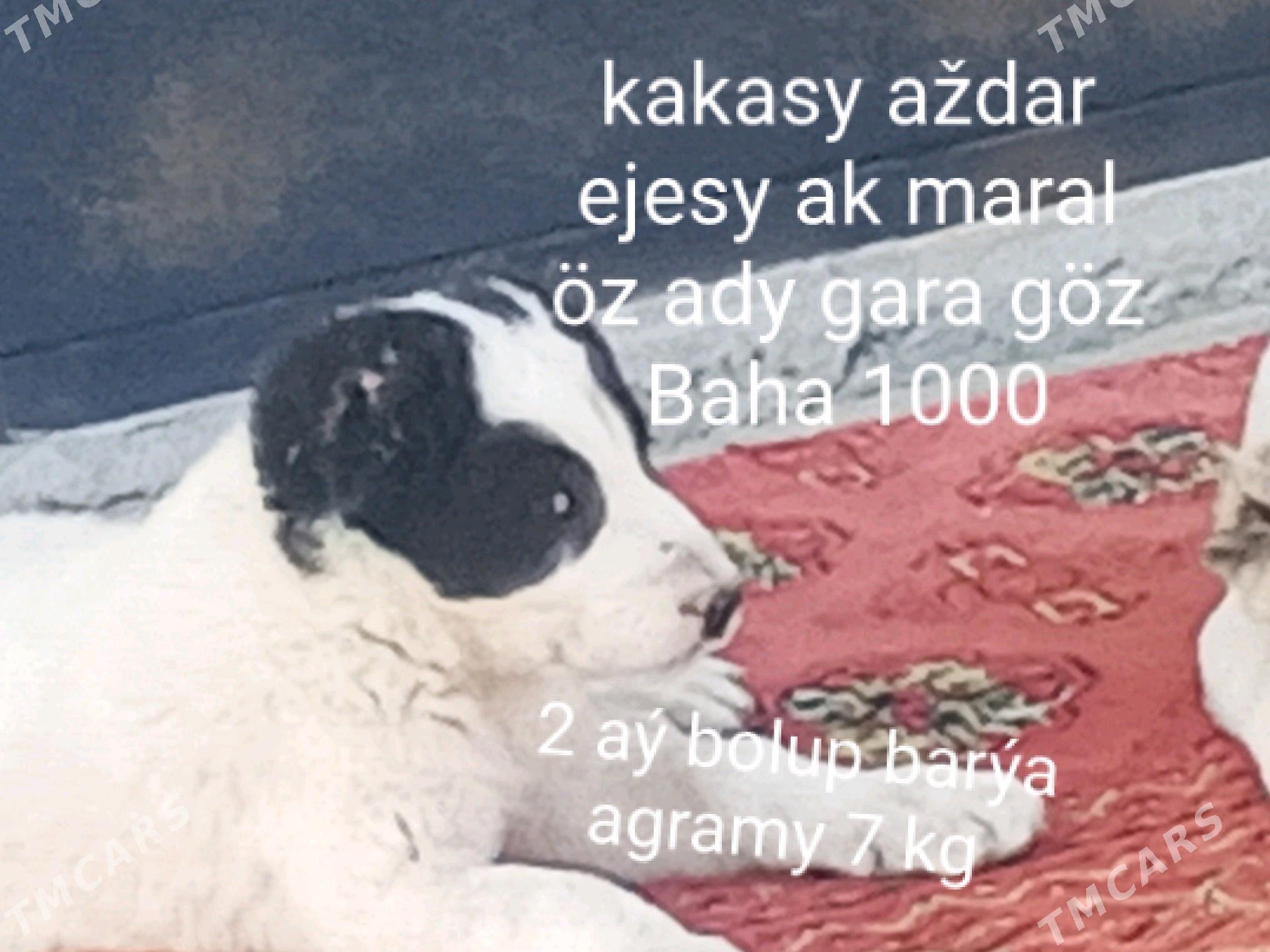 alabay tohum it - Bagyr - img 2