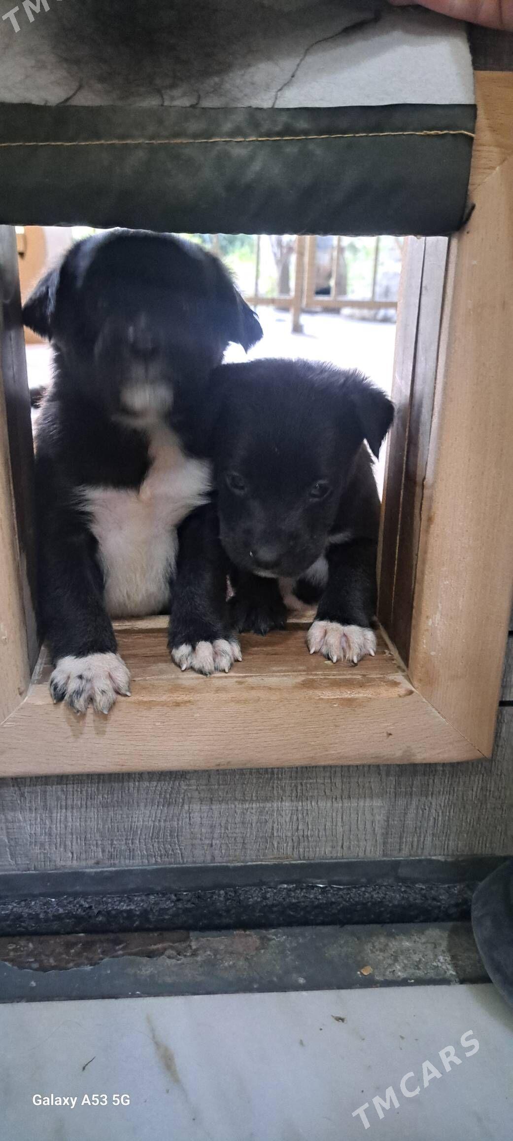 щенки коне-корсо - Aşgabat - img 3