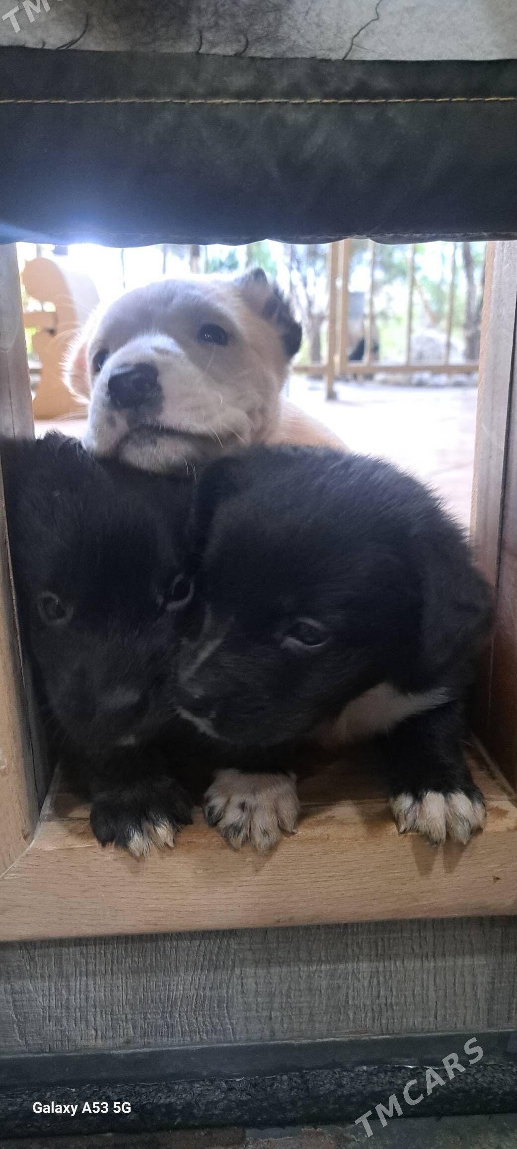 щенки коне-корсо - Aşgabat - img 2