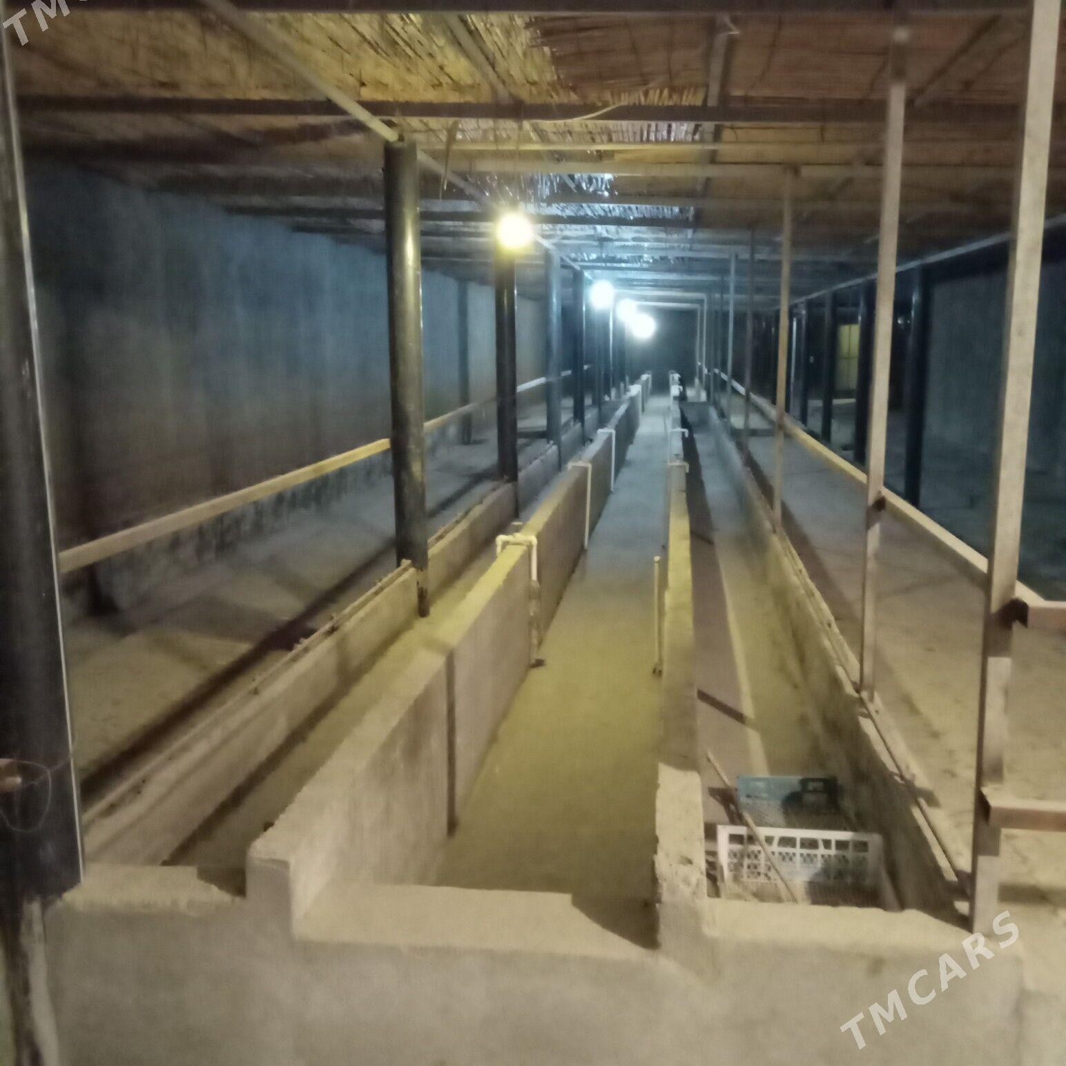 satlyk jaý - Гёкдепе - img 3