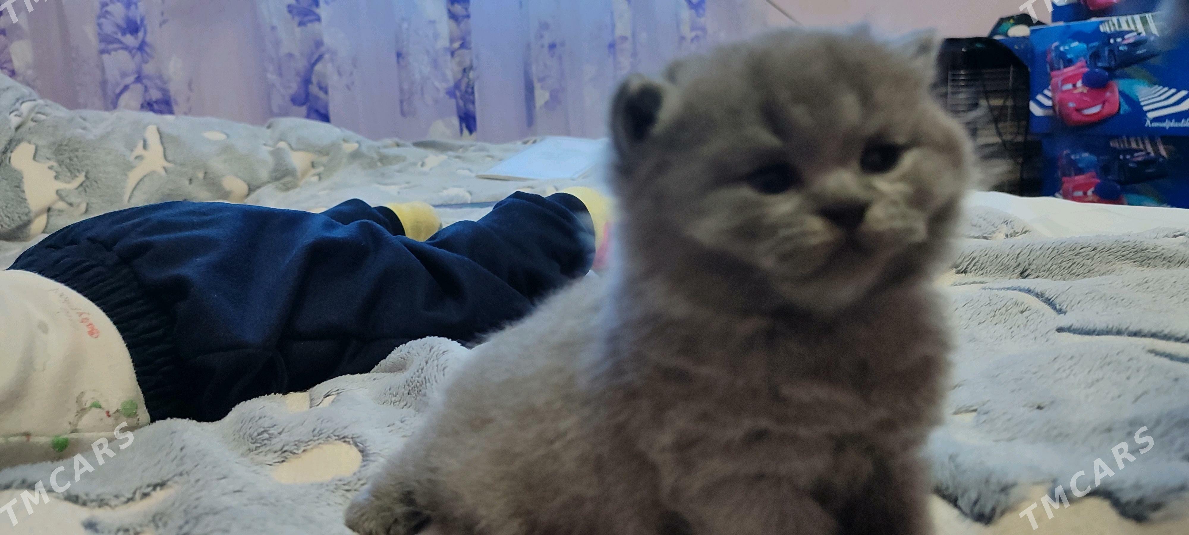 вислоушка шиншилы - Türkmenbaşy - img 2