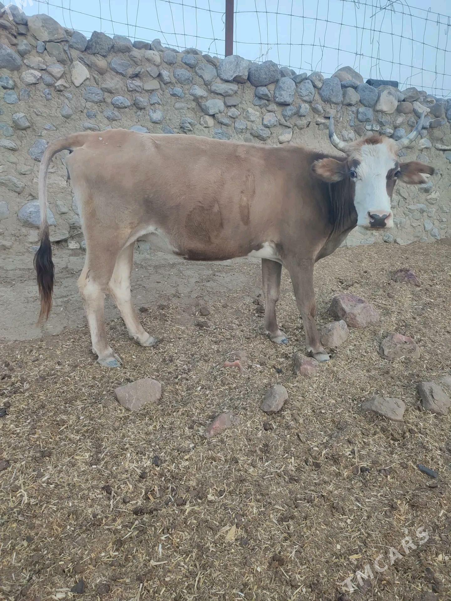 sygyr - Gyzylarbat - img 1