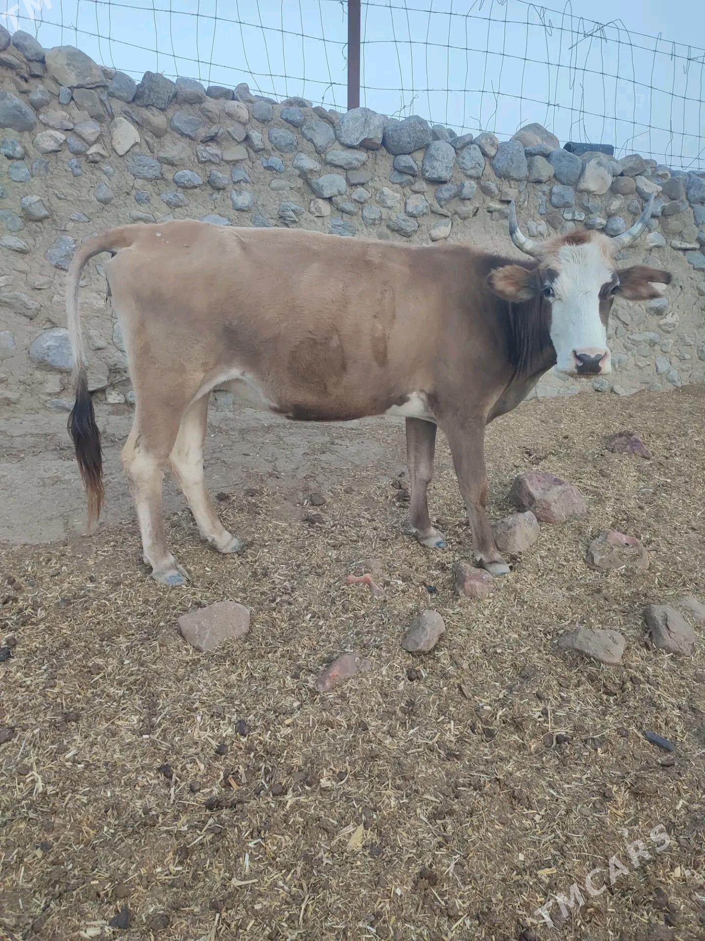 sygyr - Gyzylarbat - img 2