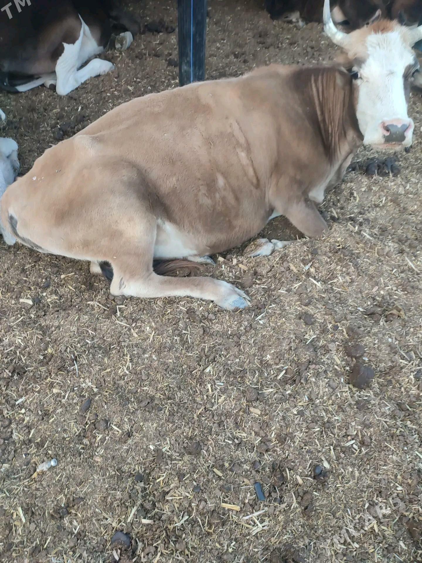 sygyr - Gyzylarbat - img 3