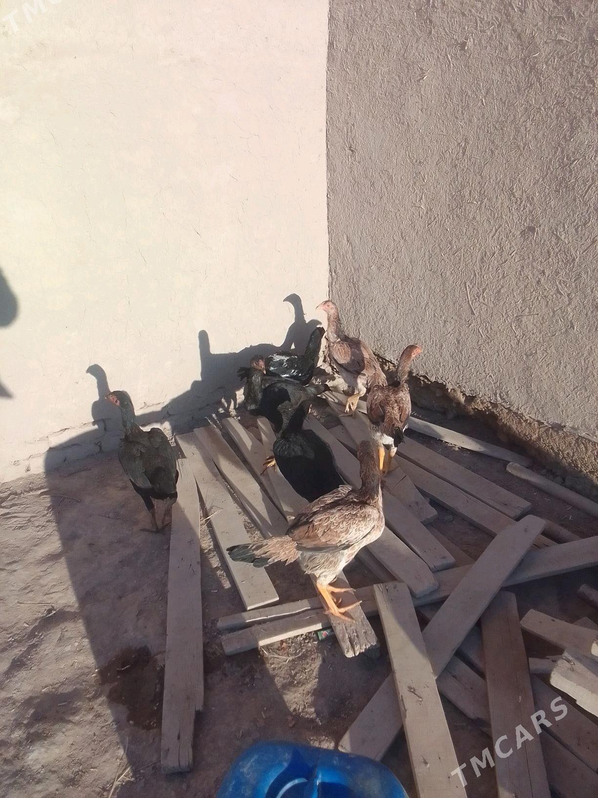 Dekan horaz - Акдепе - img 2