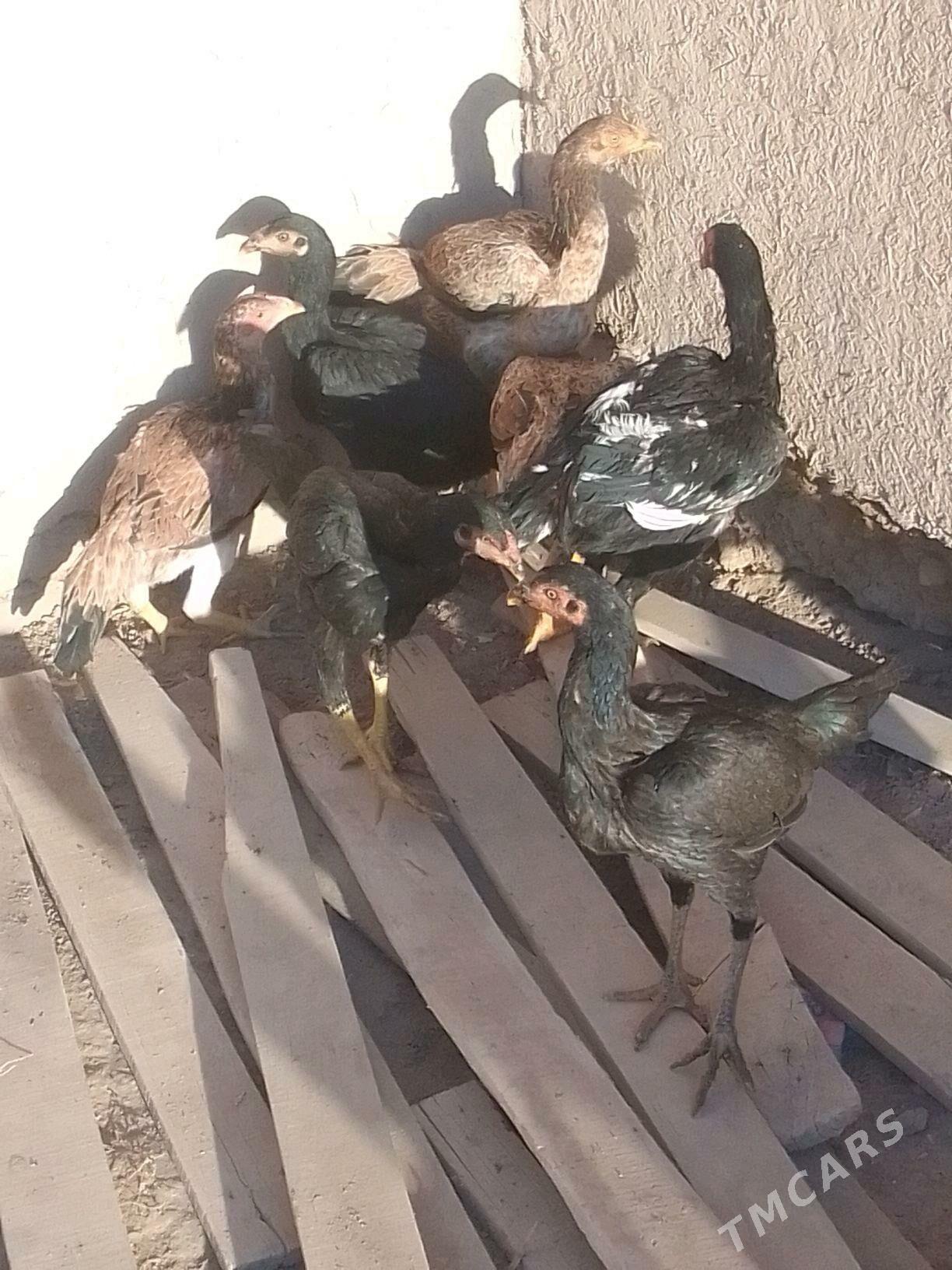 Dekan horaz - Акдепе - img 3