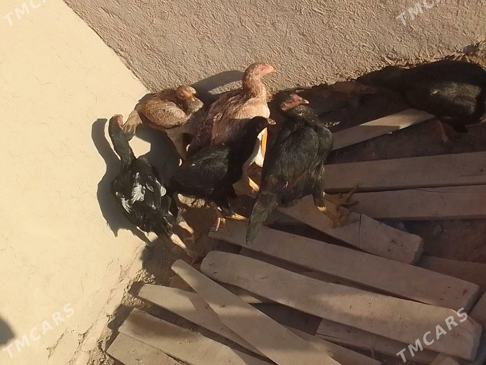 Dekan horaz - Акдепе - img 4