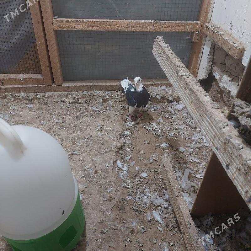 kepderi - Daşoguz - img 2