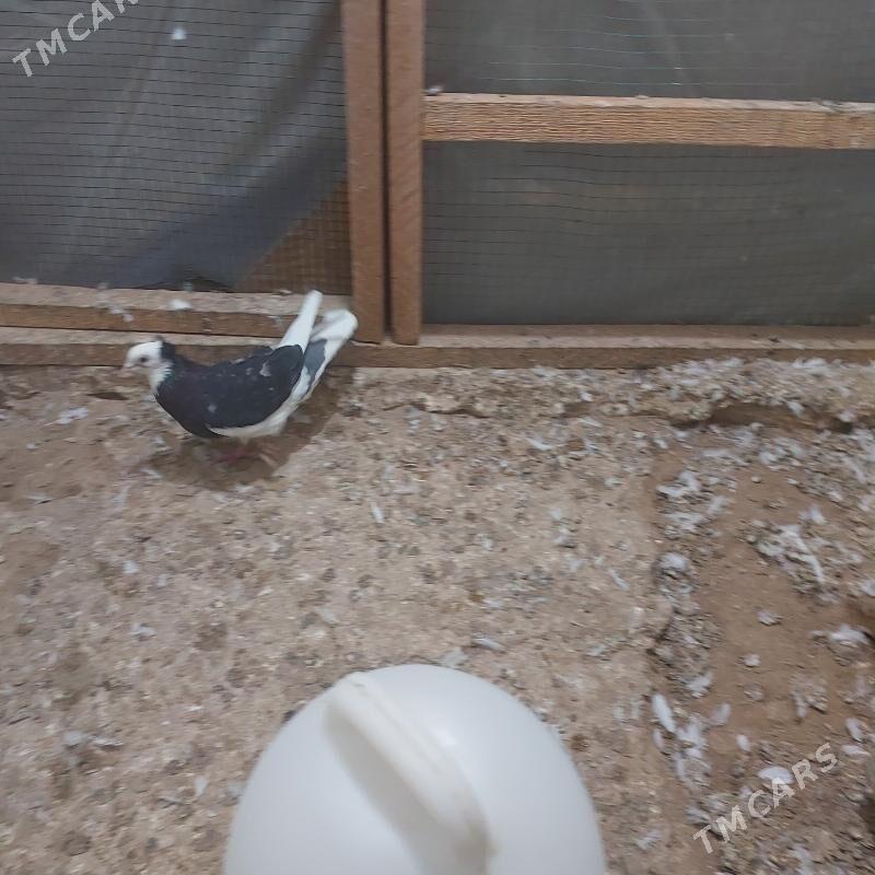 kepderi - Daşoguz - img 3