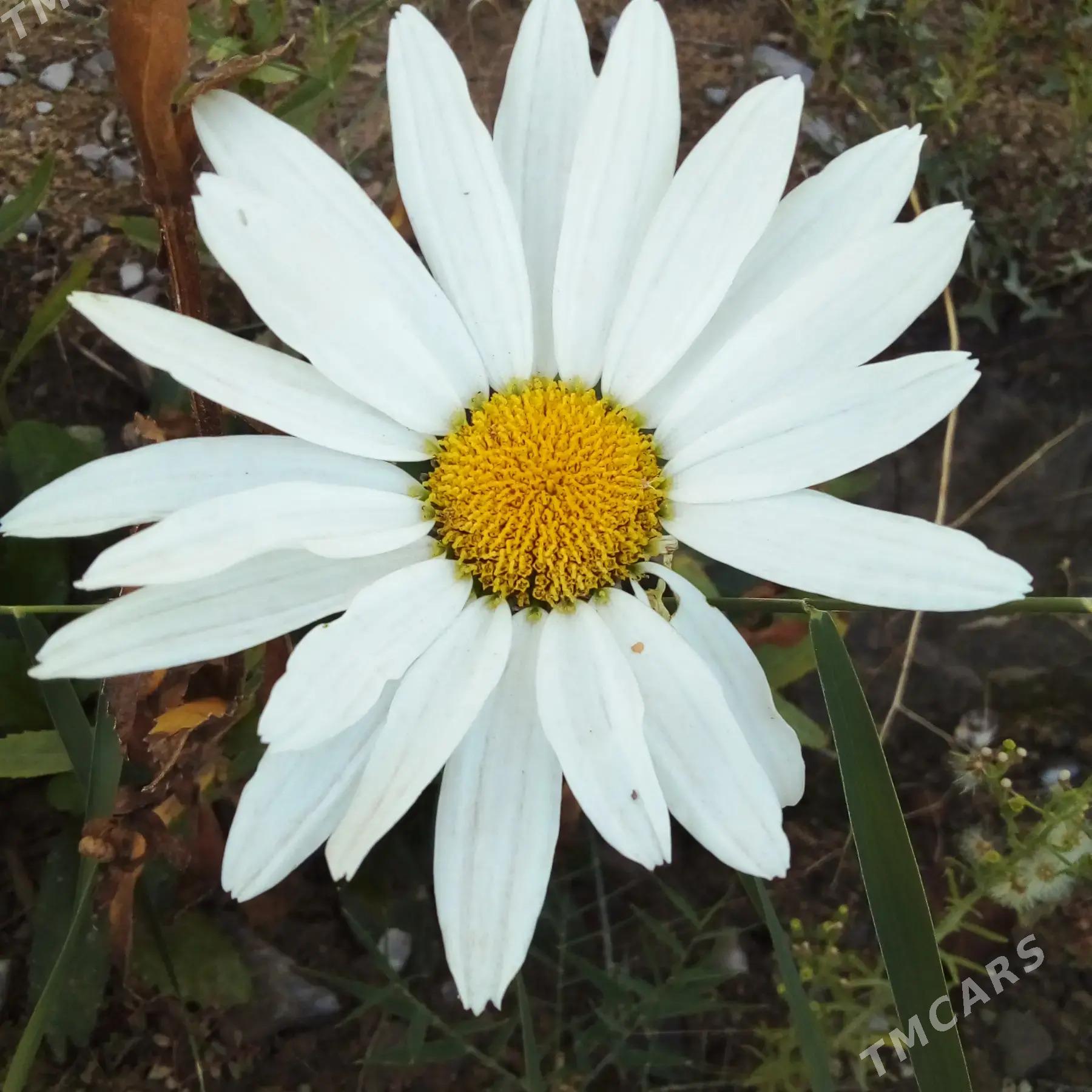 рамашка - Aşgabat - img 2