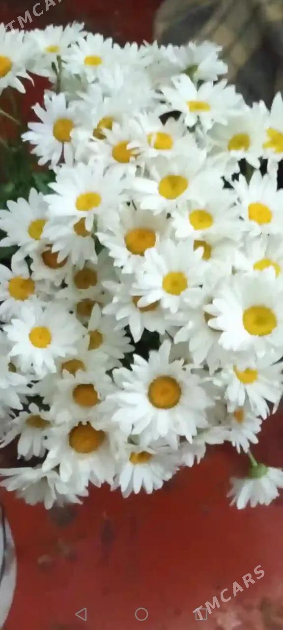 рамашка - Aşgabat - img 4