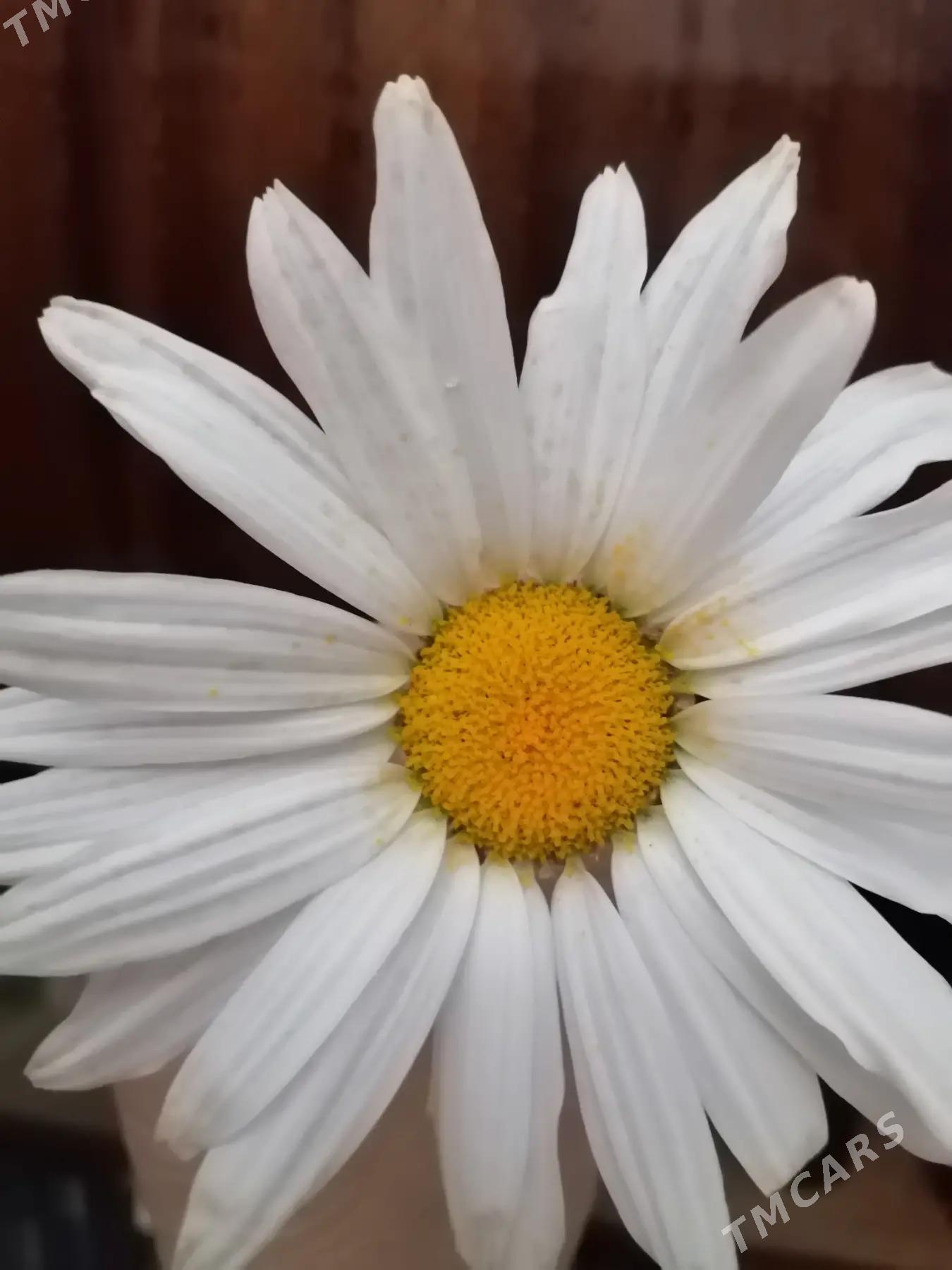 рамашка - Aşgabat - img 3