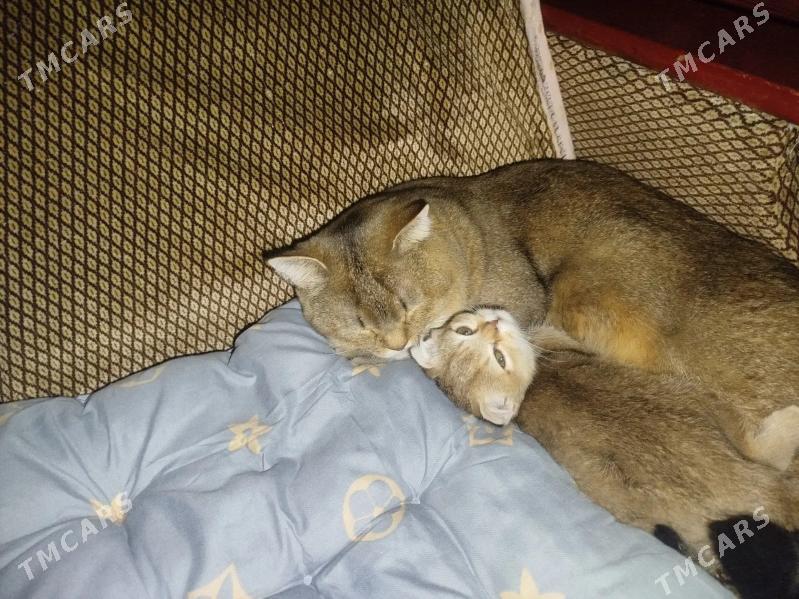 вислоушка шиншилы - Türkmenbaşy - img 3