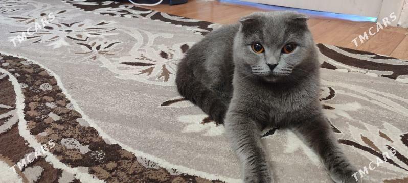 вислоушка шиншилы - Türkmenbaşy - img 5