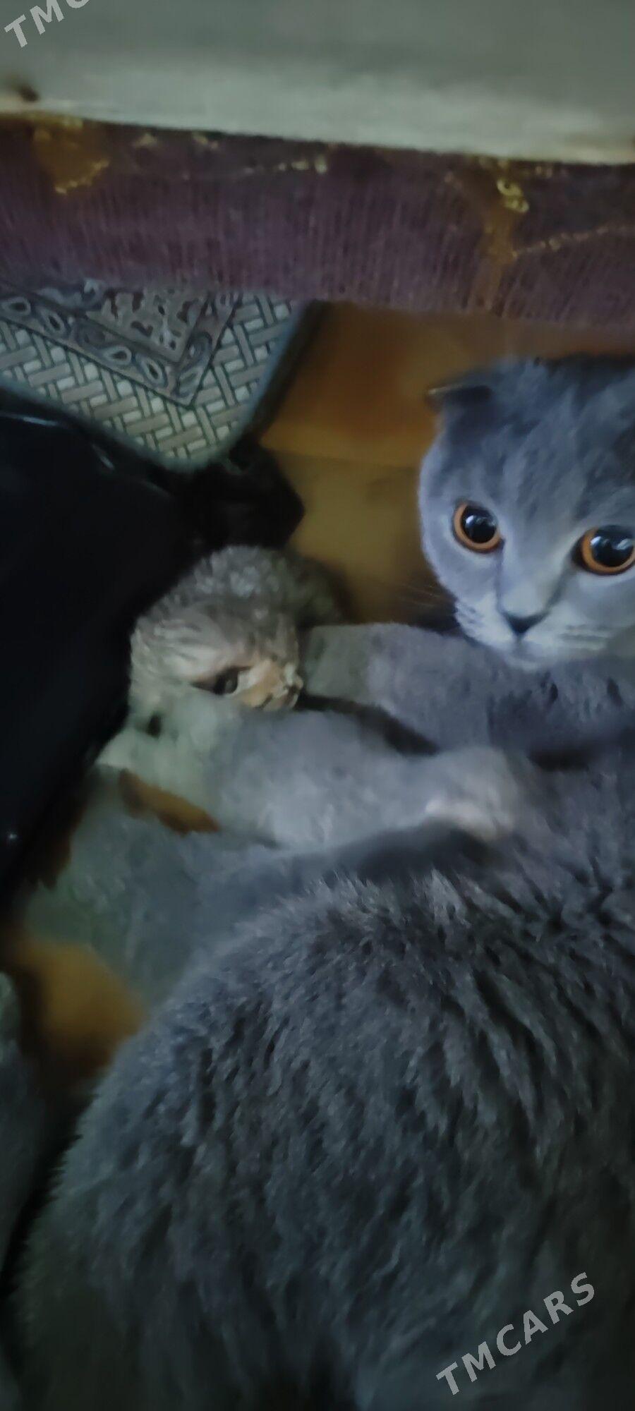 вислоушка шиншилы - Türkmenbaşy - img 4