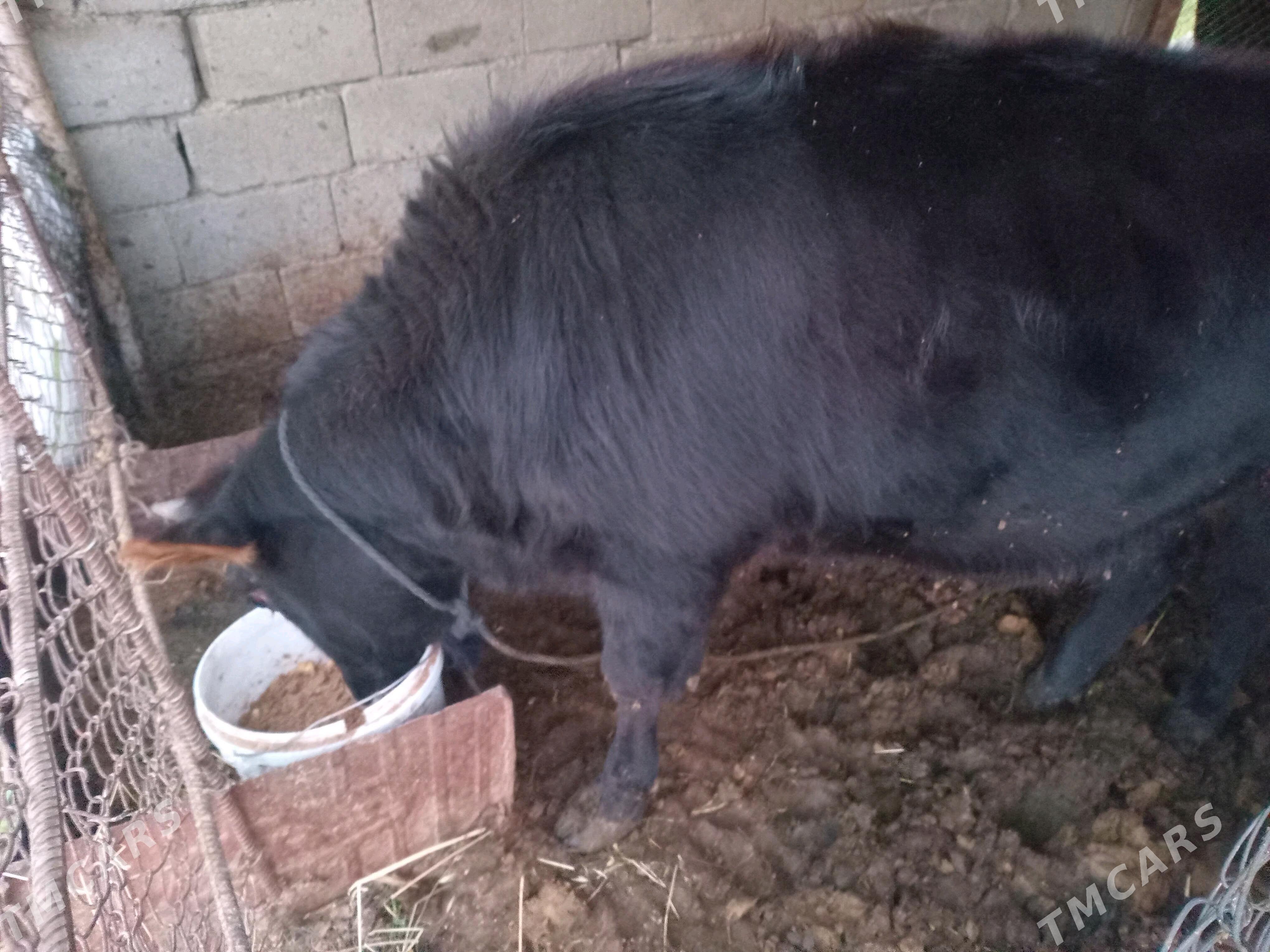 tuwe - Gökdepe - img 4