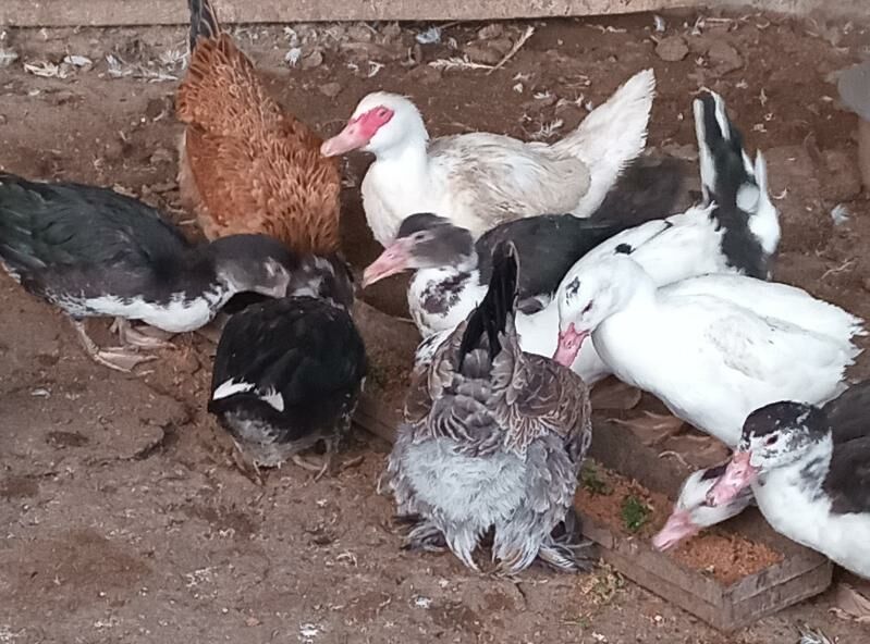 indavutga - Гёкдепе - img 2