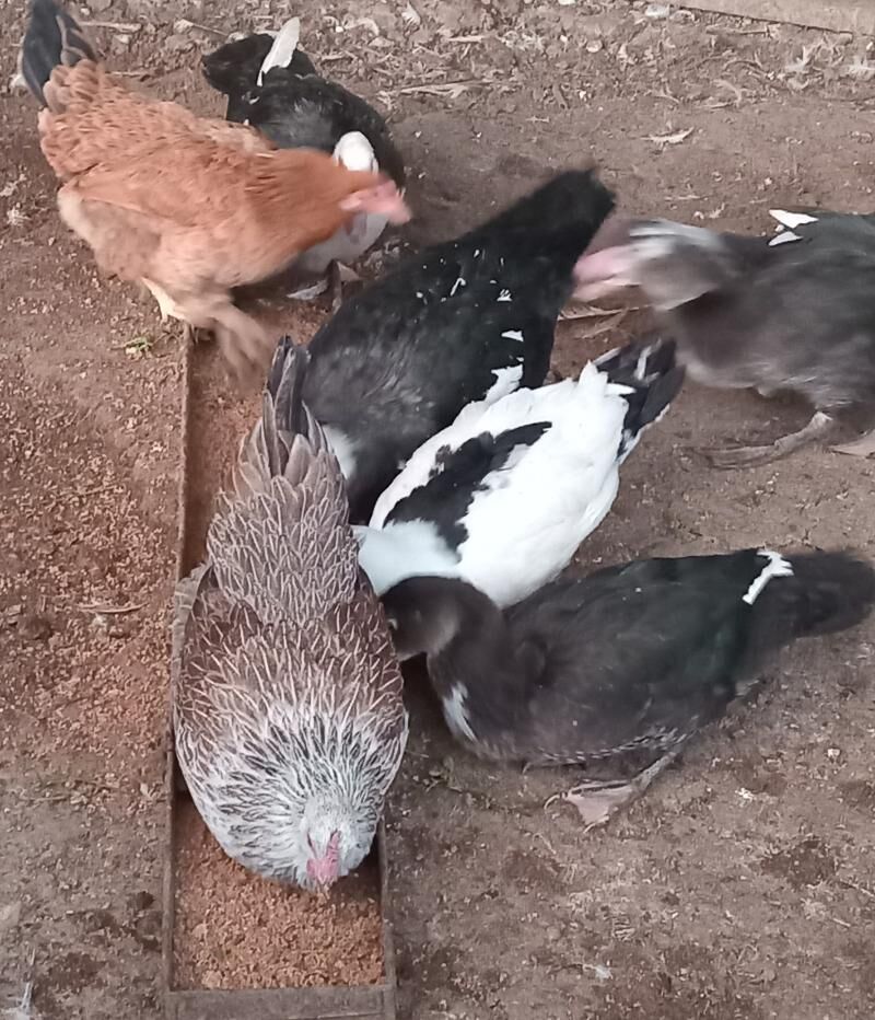 indavutga - Гёкдепе - img 3