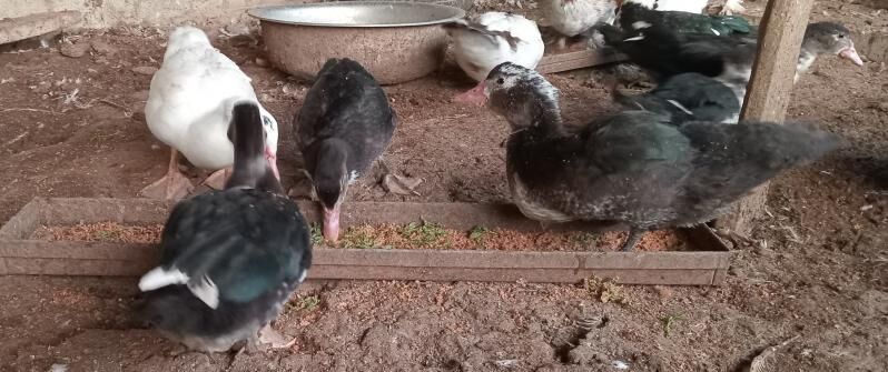 indavutga - Гёкдепе - img 4