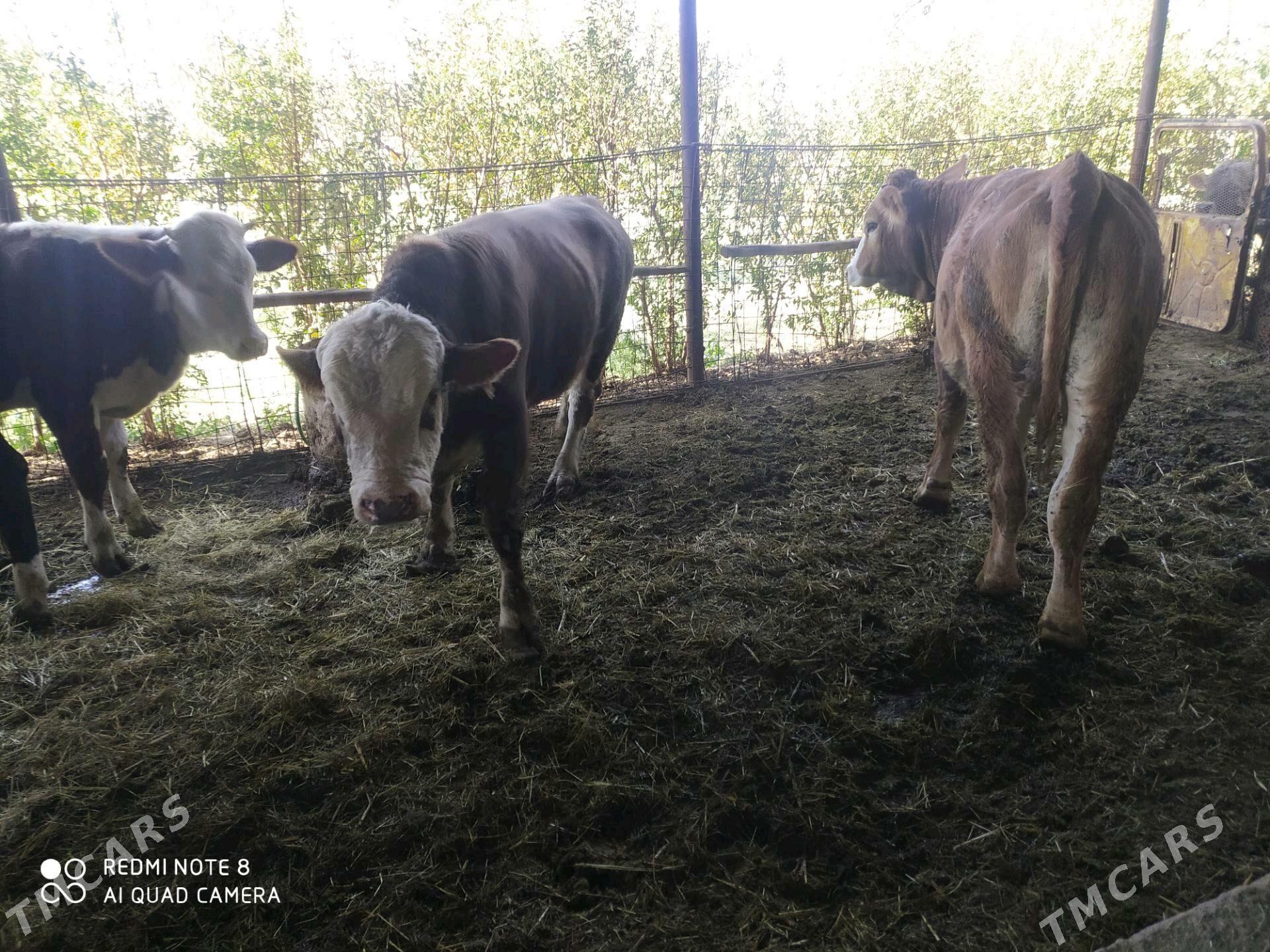 Smental okuz - Ýolöten - img 1