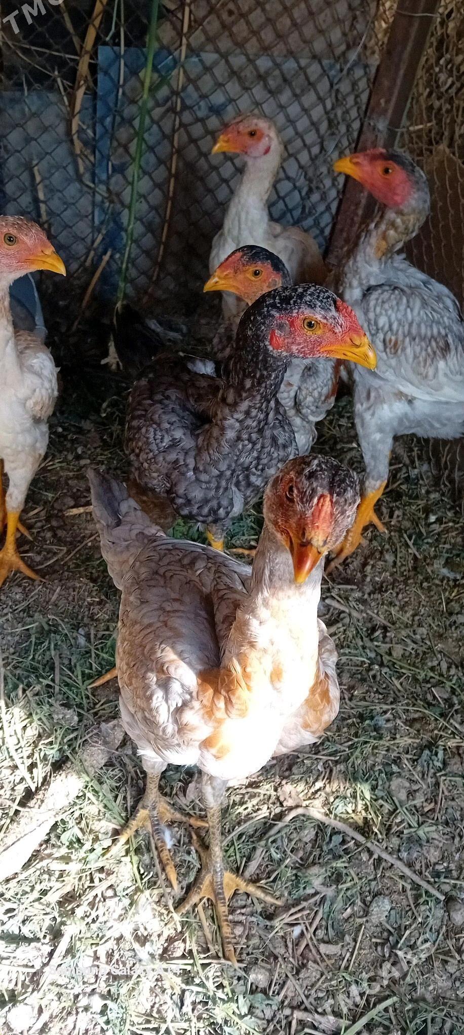 juje - Сакар - img 2