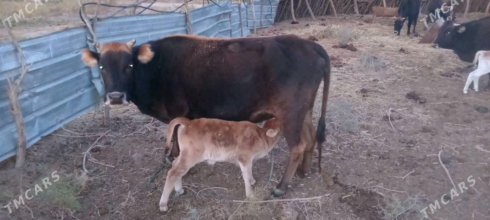 Göleli sygyr - Magtymguly - img 1