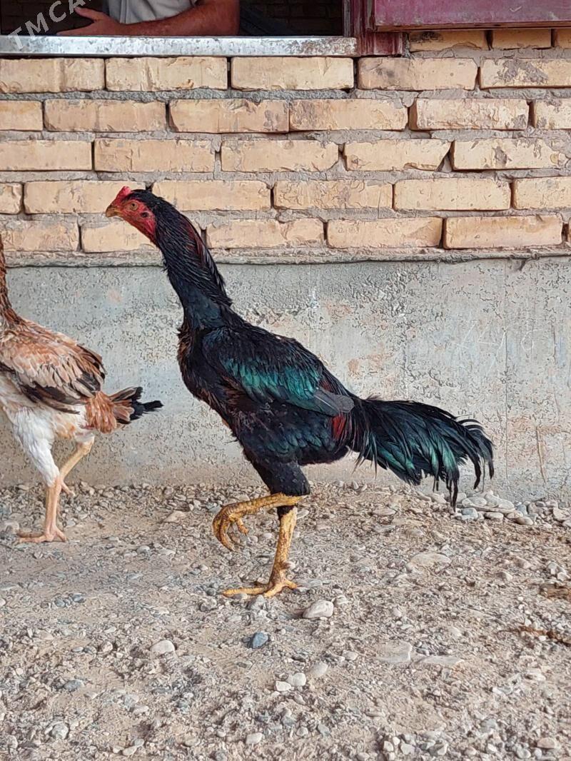 juje - Tejen - img 1