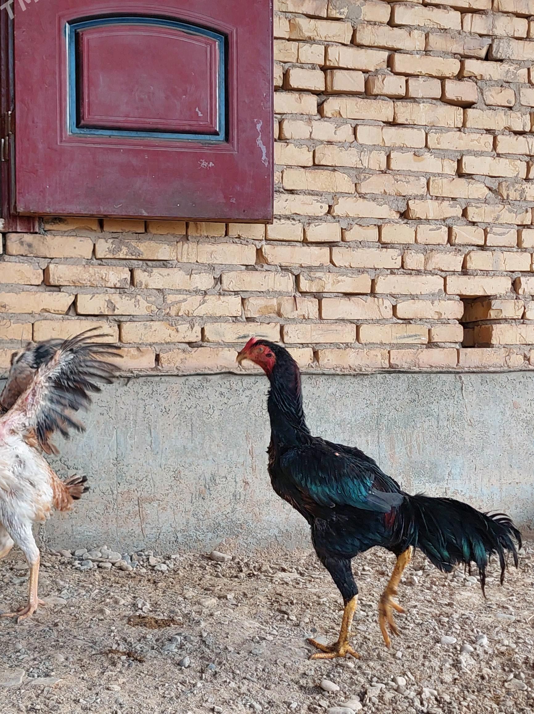 juje - Tejen - img 2