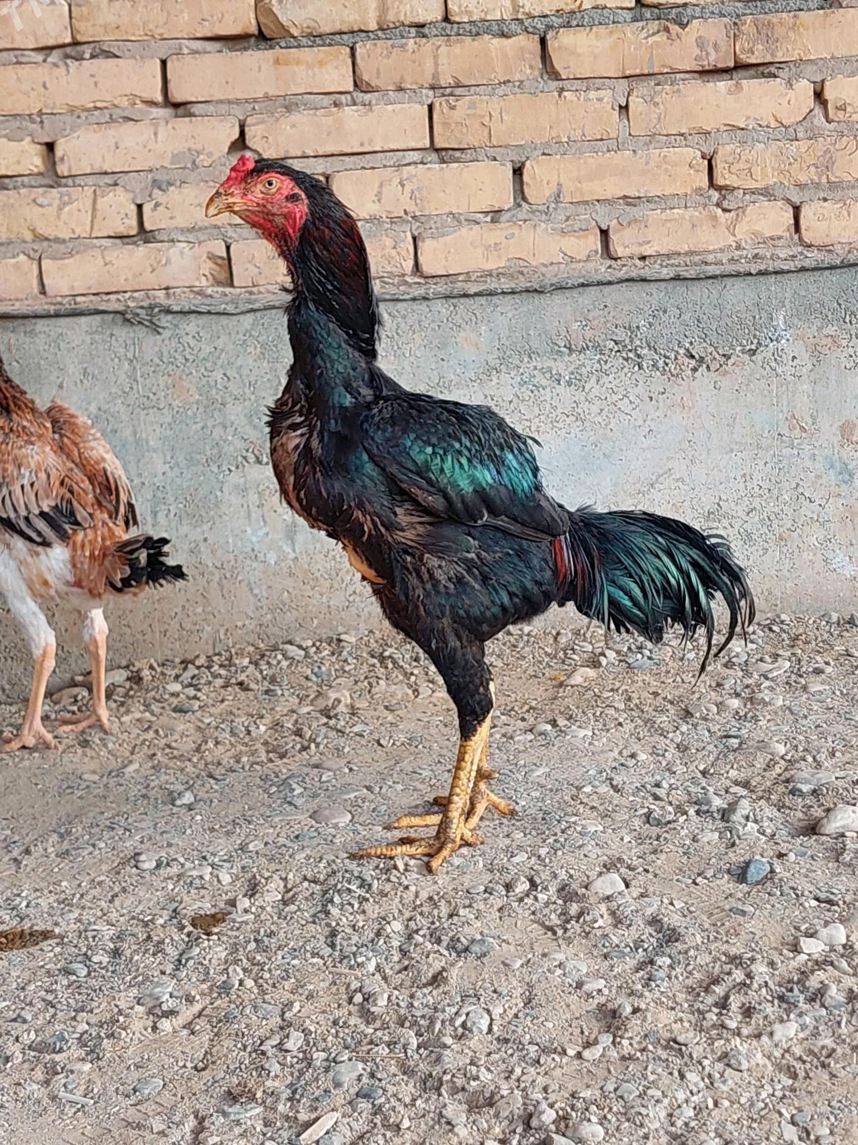 juje - Tejen - img 3