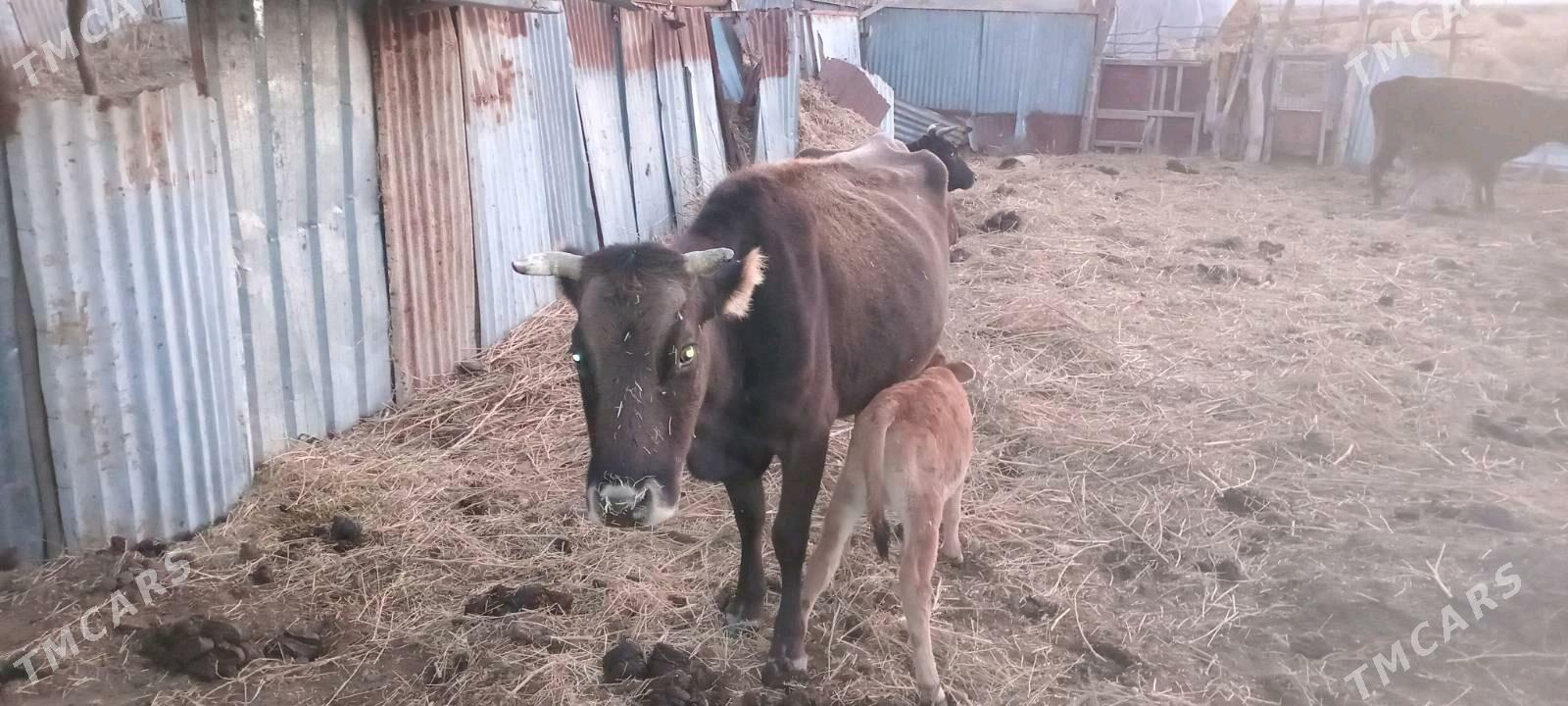 Göleli sygyr - Magtymguly - img 2