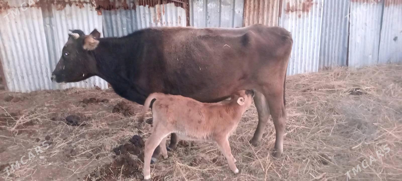 Göleli sygyr - Magtymguly - img 1