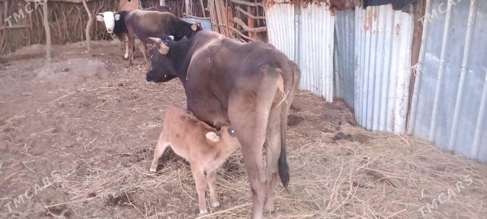 Göleli sygyr - Magtymguly - img 3