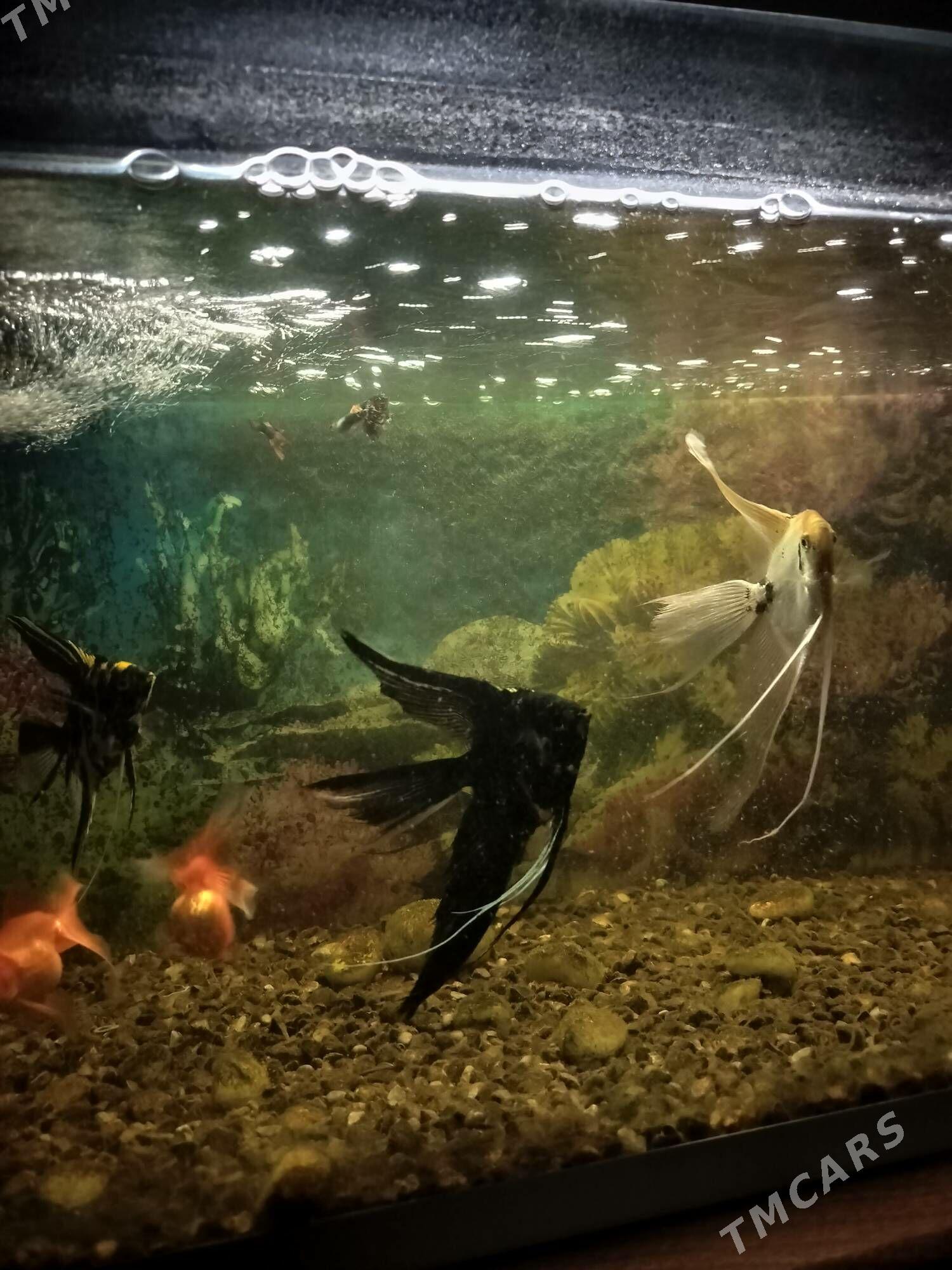 Skaliyar balik - Türkmenabat - img 2