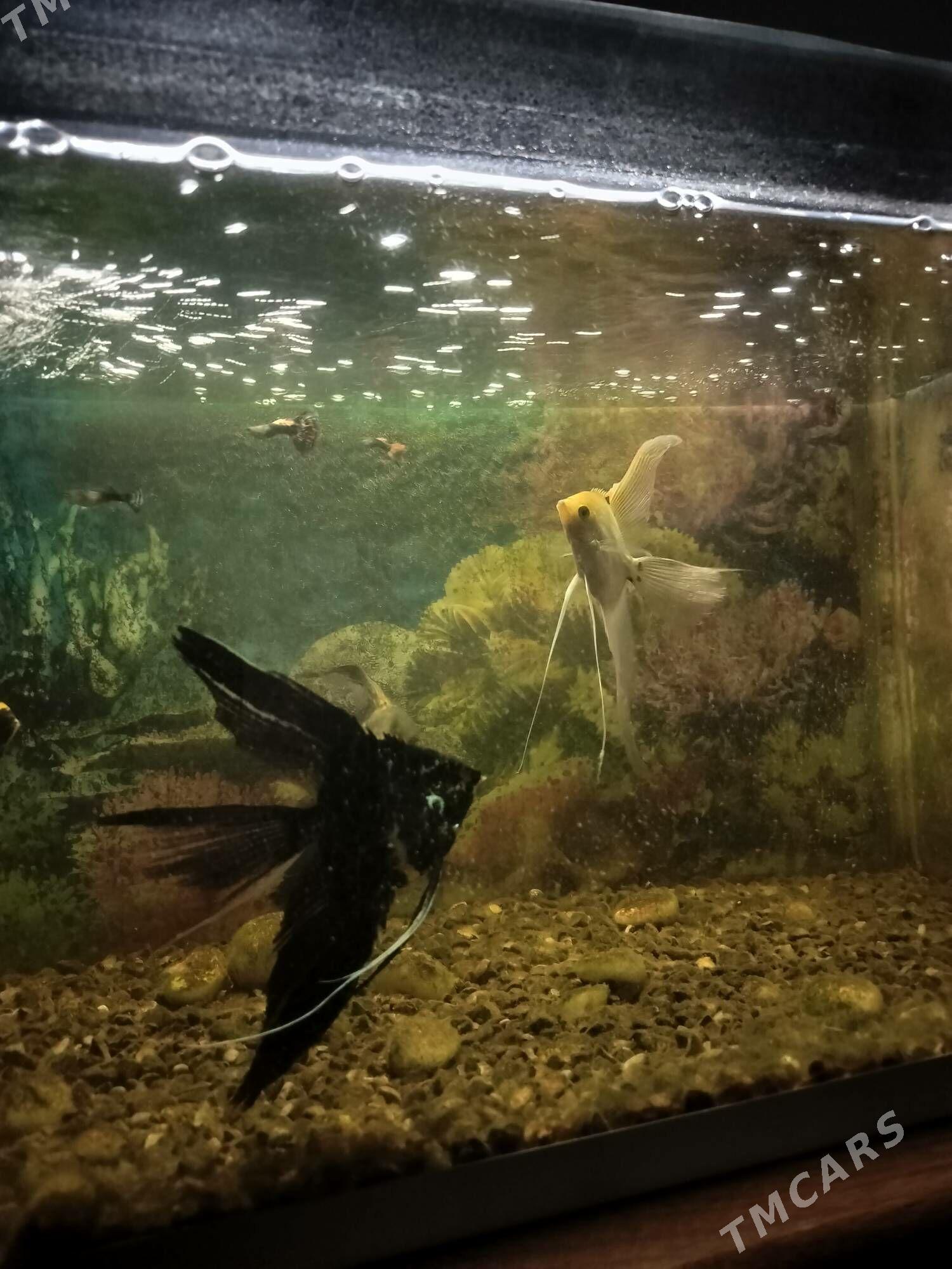 Skaliyar balik - Türkmenabat - img 3