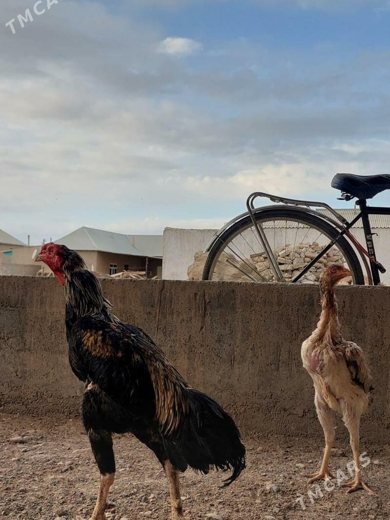 Özbek - Tejen - img 2