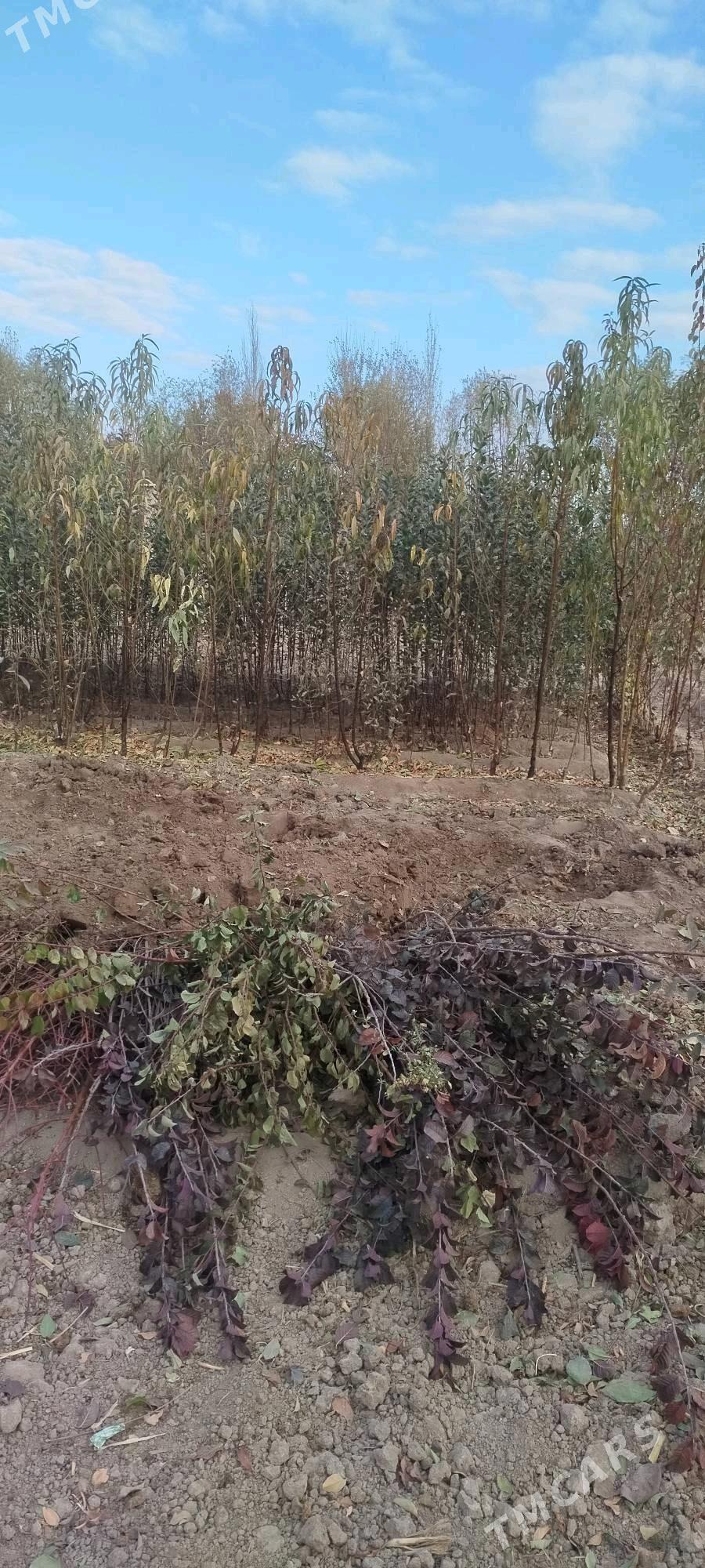 sapyk nahal - Daşoguz - img 1