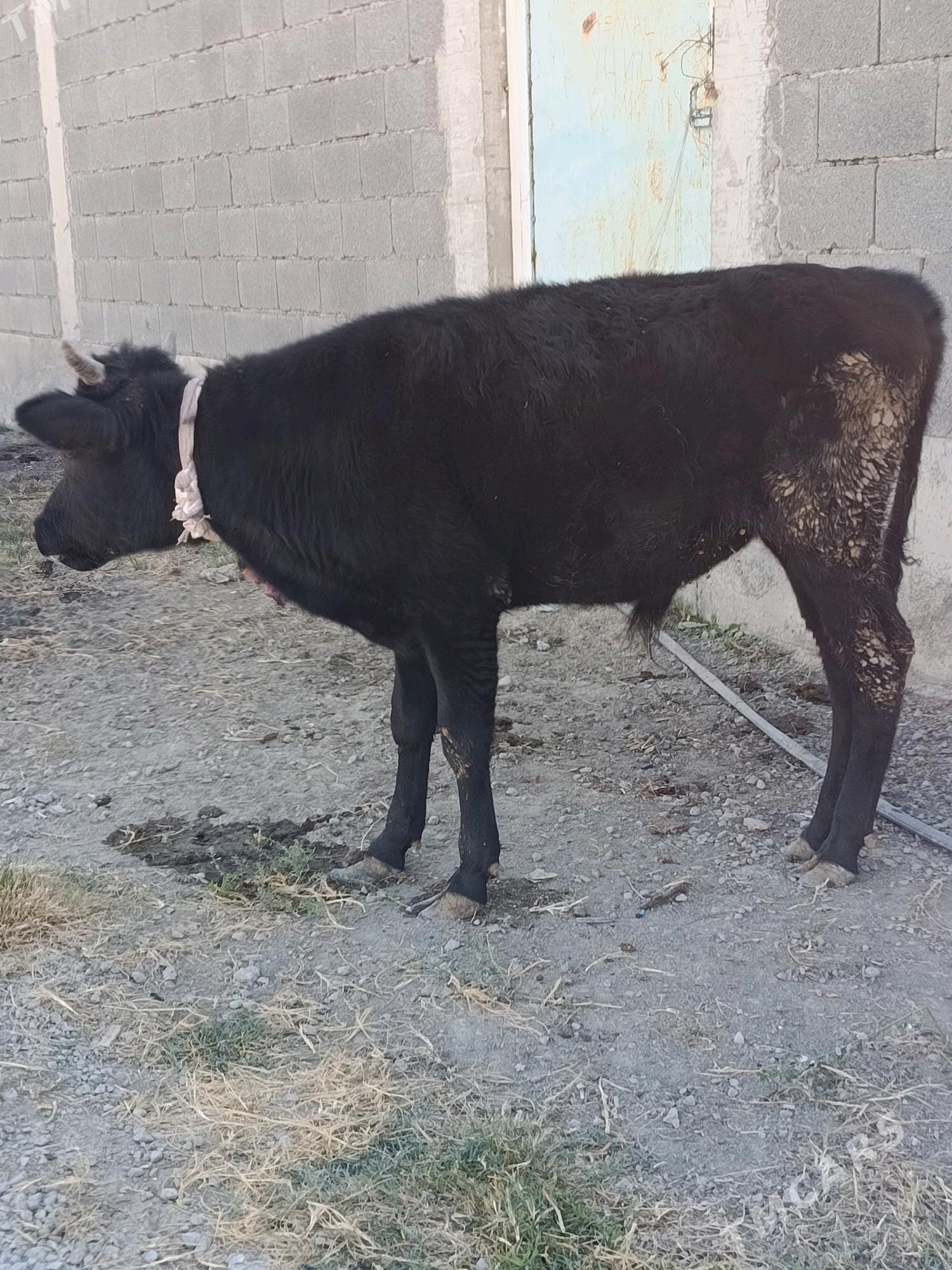 ökuz - Bäherden - img 2