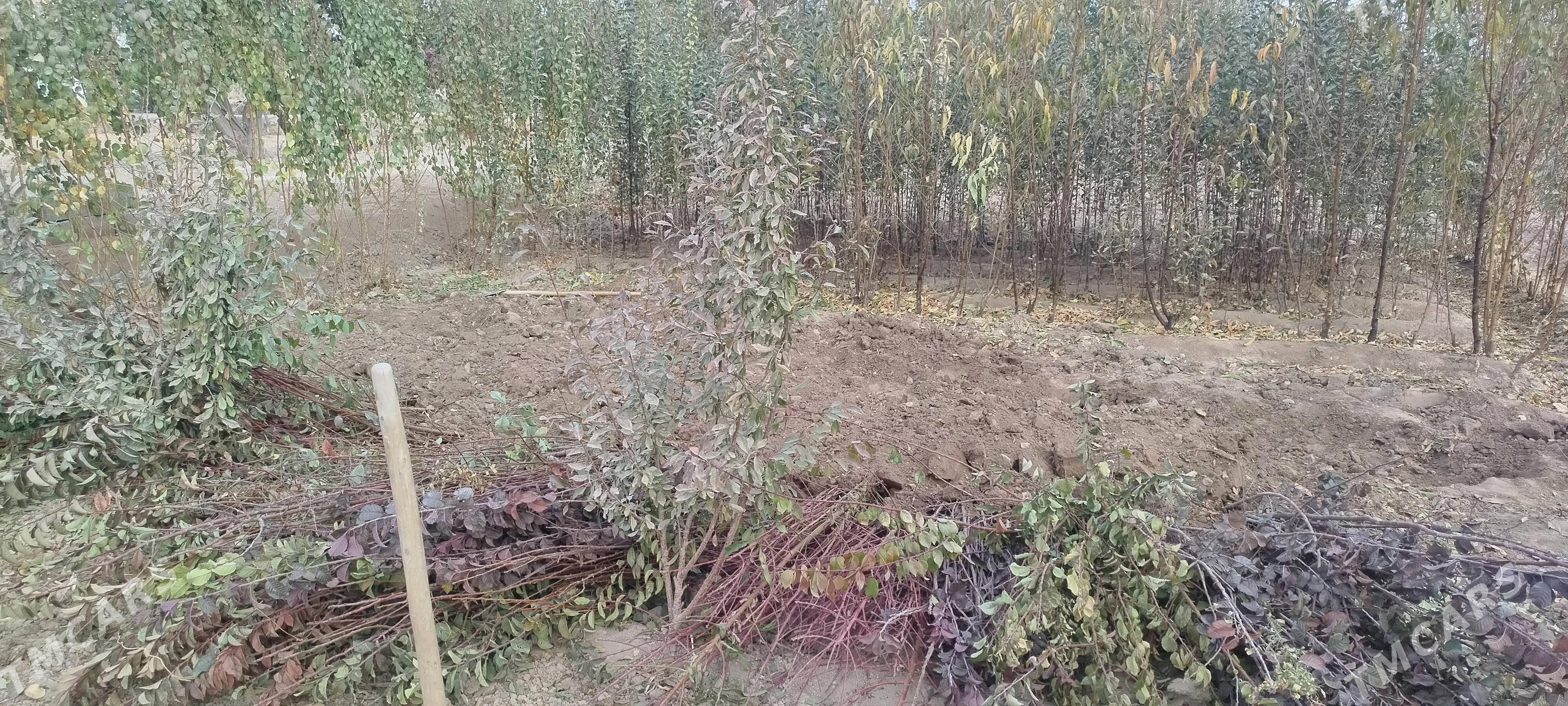 sapyk nahal - Daşoguz - img 2