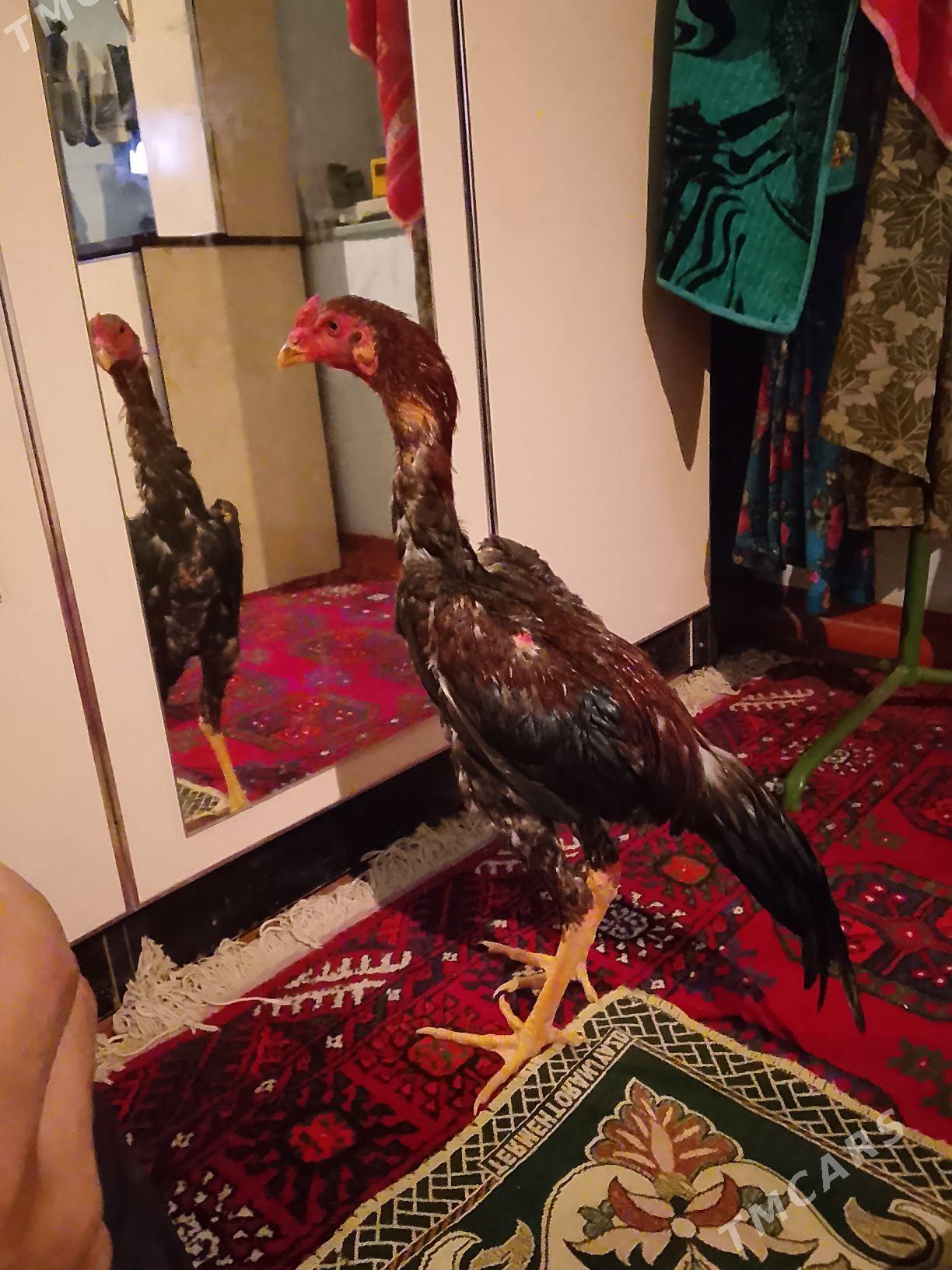 Horaz juje - Çärjew - img 2