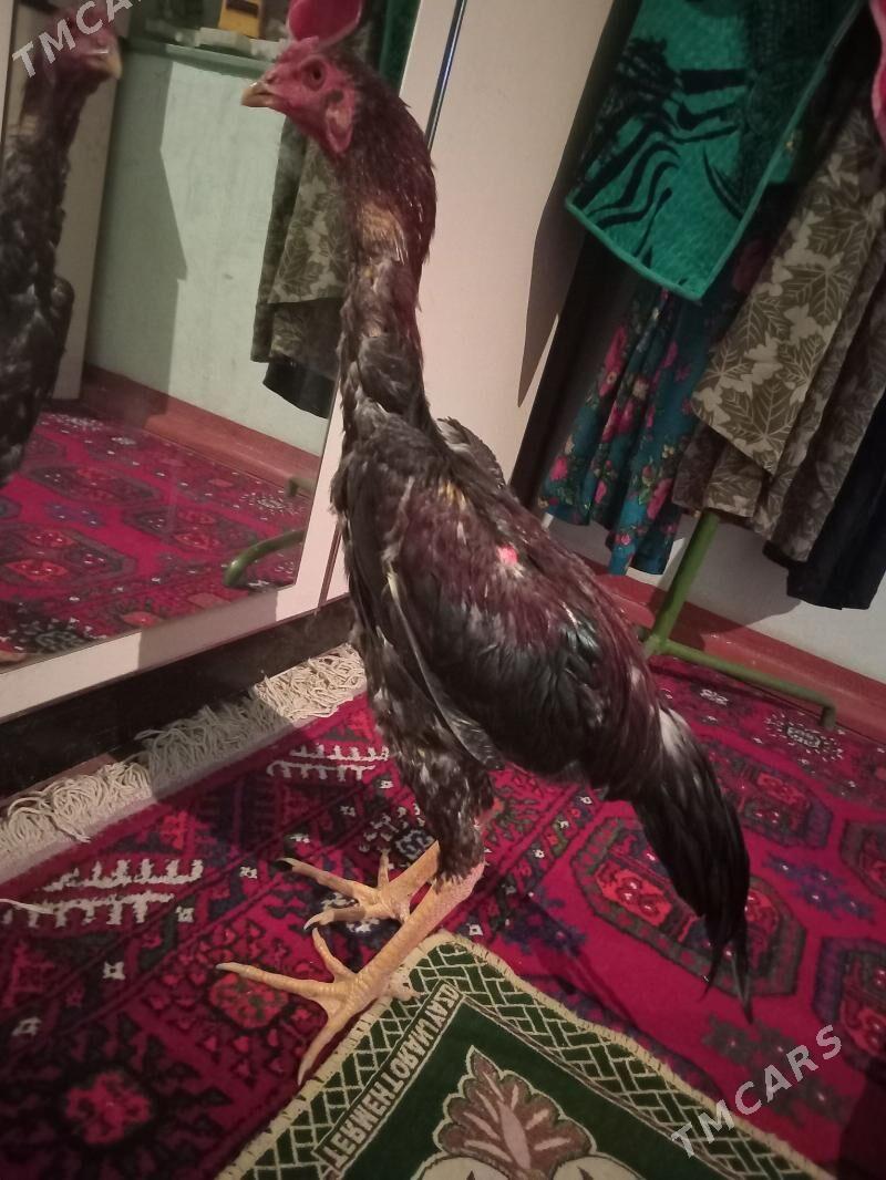 Horaz juje - Çärjew - img 3