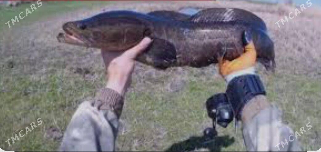 Balyk tor - Фарап - img 5