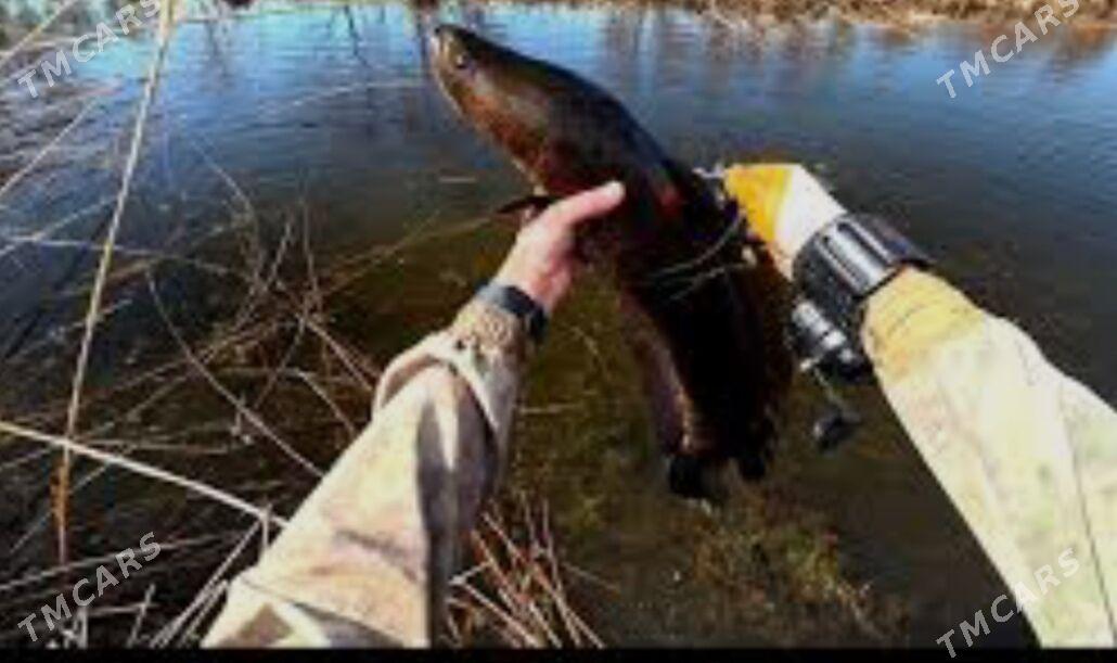 Balyk tor - Фарап - img 2