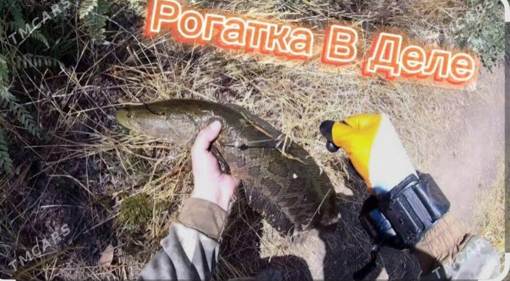 Balyk tor - Фарап - img 6