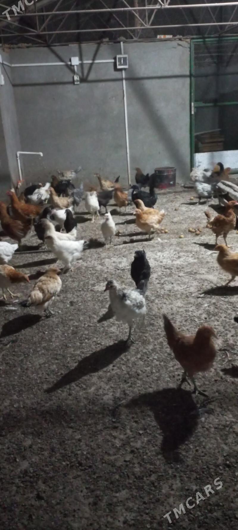 Towuk juyje - Mary - img 2