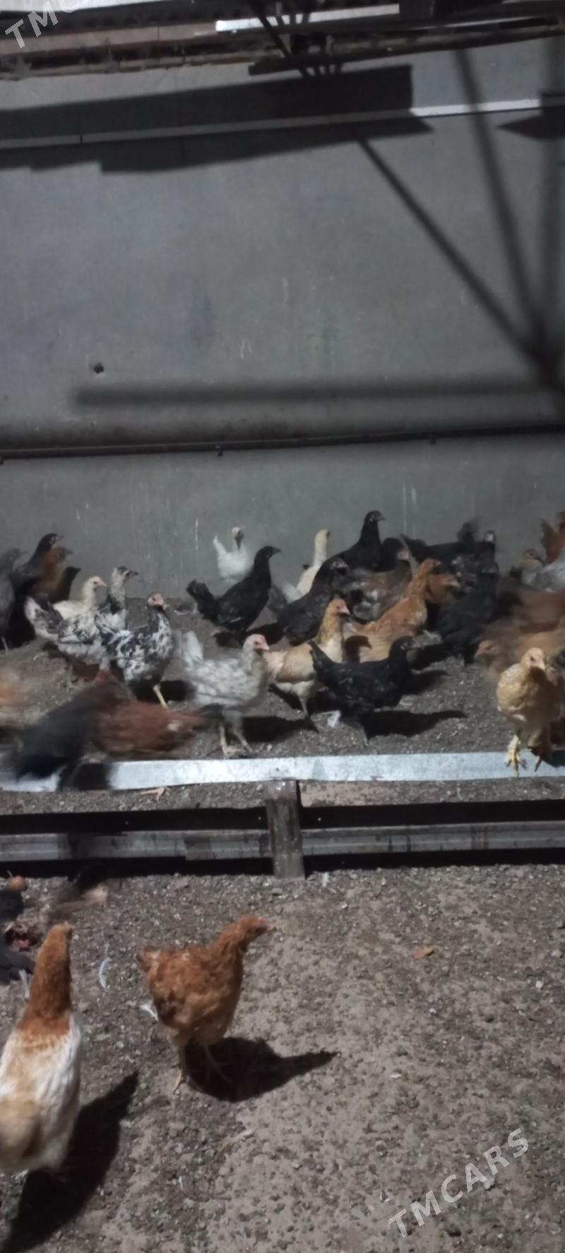 Towuk juyje - Mary - img 4