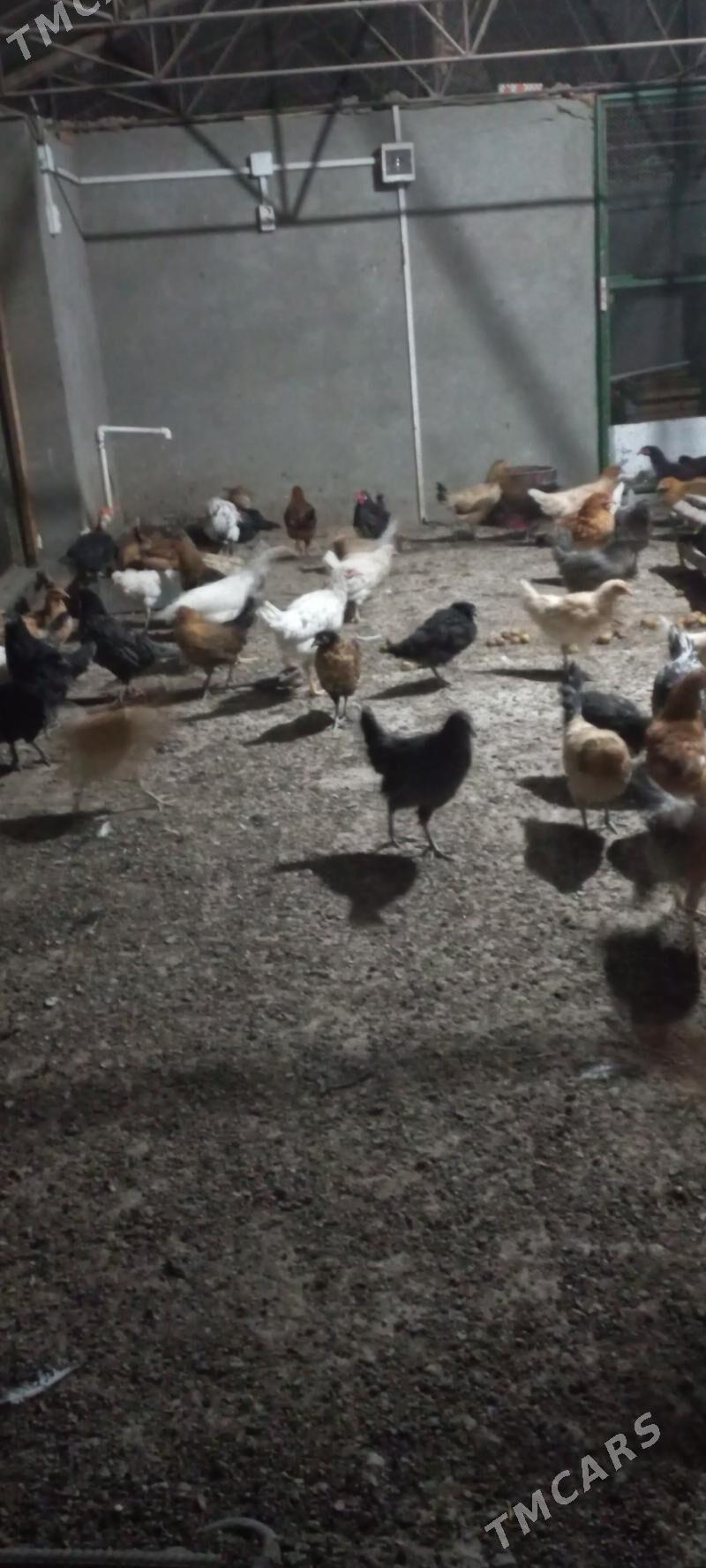 Towuk juyje - Mary - img 3