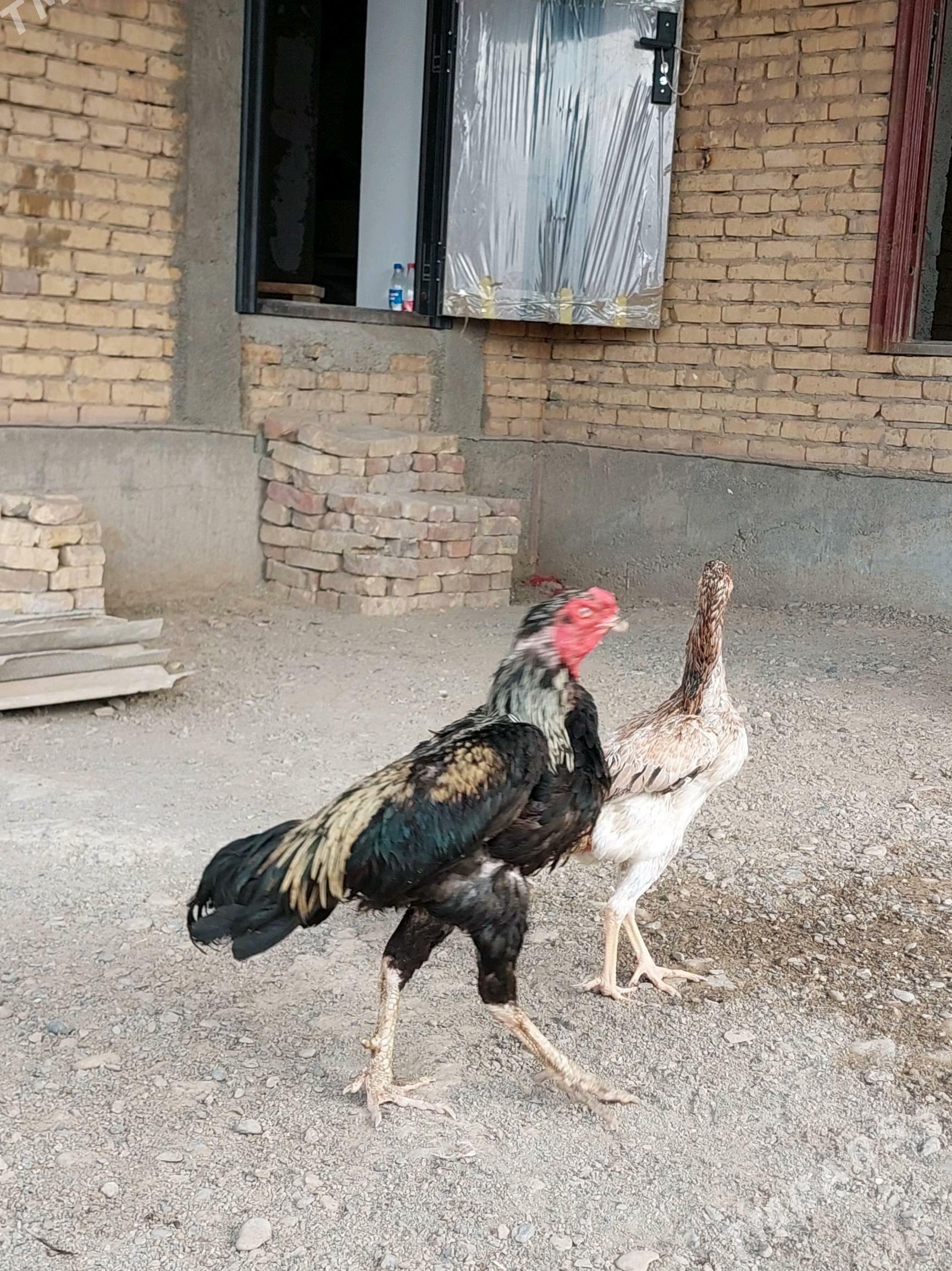 Özbek - Tejen - img 3