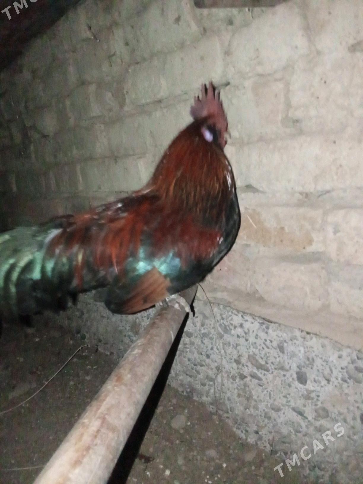 Karlik horaz - Garadamak - img 2