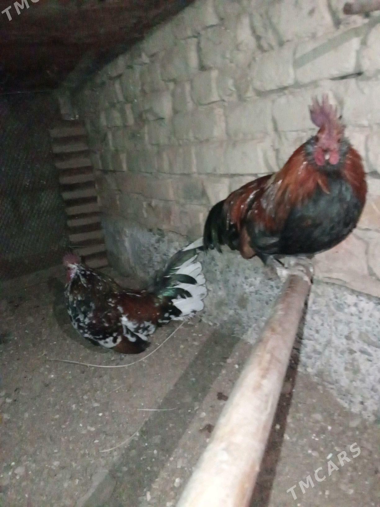 Karlik horaz - Garadamak - img 3