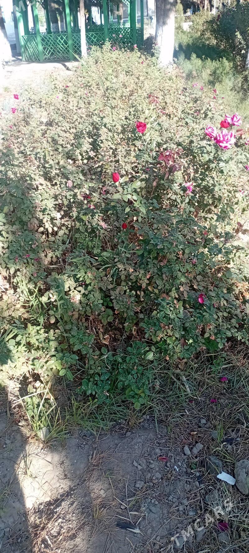 gul - Çärjew - img 3